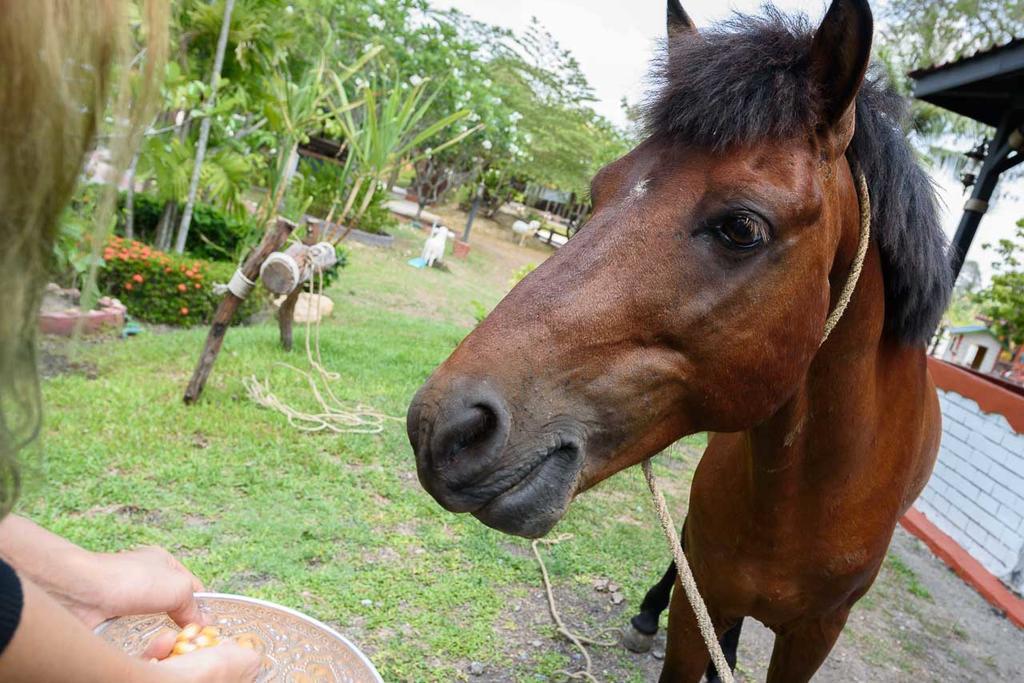 Cowboy Farm Resort Pattaya Ban Huai Yai Екстер'єр фото